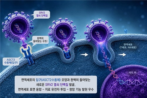 SRV2 열쇠 단백질, CAR-T 항암 성능 25%↑…새 장 열어
