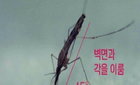 강화군 말라리아 '빨간불', 3년 새 확진 3배 폭증... 고위험군 경고