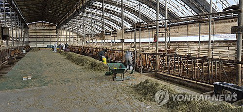 예천발 구제역 4번째…'심각' 경보, 방역 허점 재조명