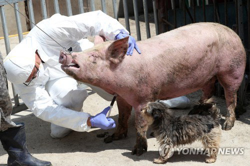 철원, 미접종 SAT1형 구제역 선제 차단…3대 가축병 동시 방역