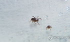 2026 첫 SFTS 환자 발생: '치료제 없는 죽음의 진드기' 경고등