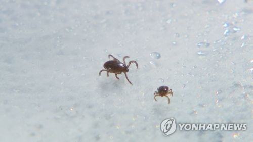 2026 첫 SFTS 환자 발생: '치료제 없는 죽음의 진드기' 경고등