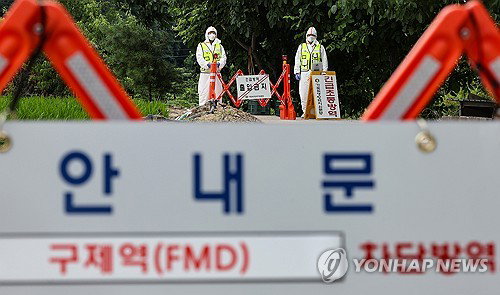 경북 11년만 구제역 비상, 84만 마리 백신 '총력'