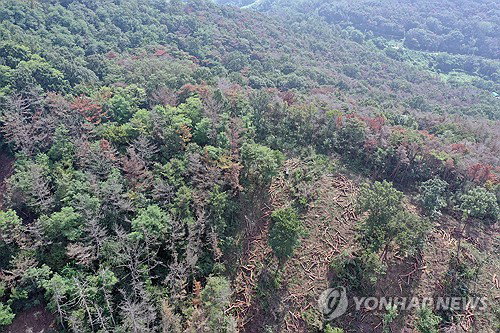 평창 재선충병 확진…'인위적 확산' 70%, 전국 초비상