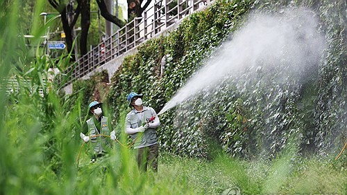 충남 일본뇌염 모기, 두 달 앞당겨 출현…주의보