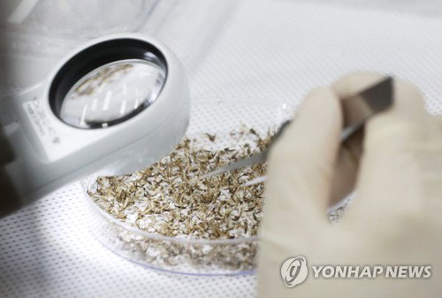 강원 양구, 말라리아 경보 발령…모기 개체 수 7.3마리 폭증, 비상