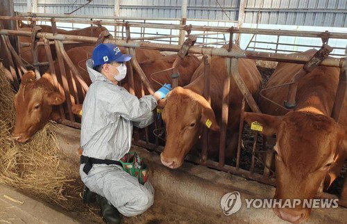 올해 첫 럼피스킨병 순창 발발… 2종 하향, 새 방역체계 작동할까