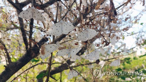 기후변화 역습: 돌발해충, 식량·건강 위협 경고