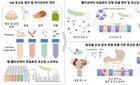 2026년, '위 오가노이드'가 헬리코박터 치료 패러다임을 바꾼다