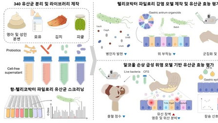 2026년, '위 오가노이드'가 헬리코박터 치료 패러다임을 바꾼다