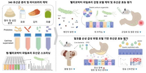 2026년, '위 오가노이드'가 헬리코박터 치료 패러다임을 바꾼다