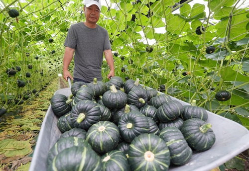 해남 밤호박, 당뇨 관리식으로 '고부가가치' 창출