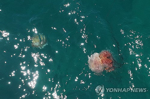 제주 독성 해파리 습격, 물놀이 안전 비상…10대·아동 쏘임 속출