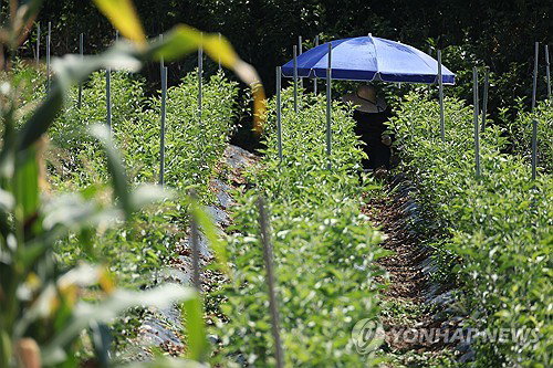 고령층 30% 온열질환 급증… 사망 8명, 폭염 비상