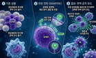 인하대, 암세포 '세균 둔갑' BAMPIRE 개발…면역공격 새 지평 열다