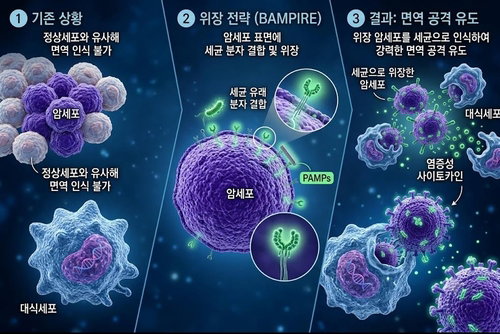 인하대, 암세포 '세균 둔갑' BAMPIRE 개발…면역공격 새 지평 열다