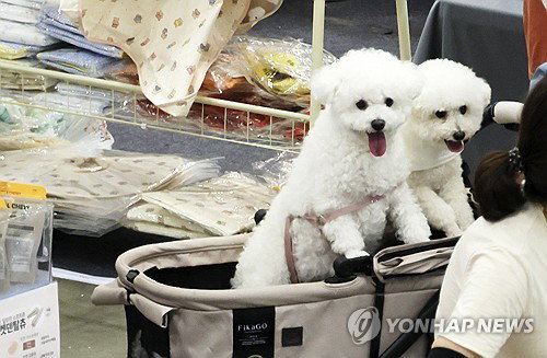 '새끼 때부터' 펫보험 가입 열풍…의료비 폭탄 피하려 0세 집중