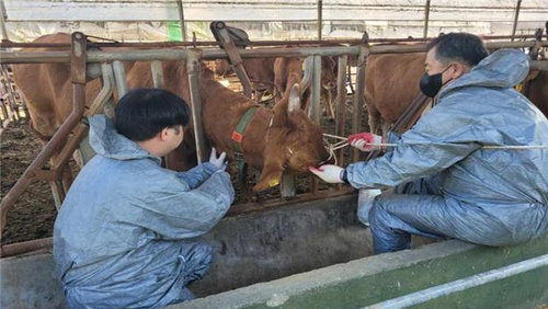 인천시, 76만 마리 가축 생존 방패 가동…폭염·질병 동물의료지원반 투입