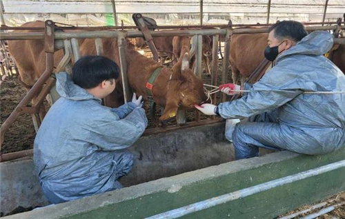 인천시, 76만 마리 가축 생존 방패 가동…폭염·질병 동물의료지원반 투입