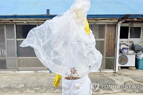 전남광주 벌 쏘임 '초비상', 한 달 새 5.6배↑…말벌의 치명적 위협