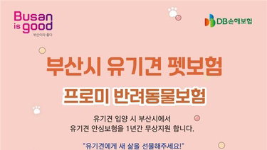 부산시, 유기견 입양 펫보험 70% 지원…의료비 부담 경감 ‘신호탄’